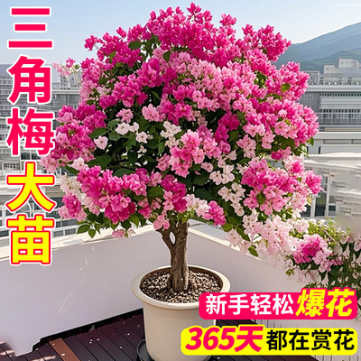 重瓣三角梅花树苗四季