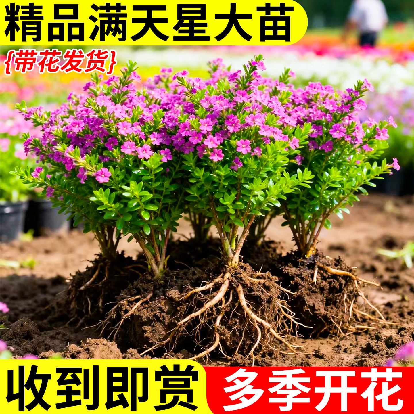 满天星带花盆栽花卉萼距花四季花