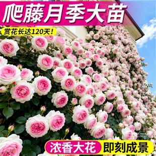 爬藤月季花苗四季蔷薇开花玫瑰花树苗带花藤本大苗红木香无刺盆栽