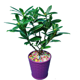 金边瑞香盆栽花苗带花苞年宵老桩大苗浓香型花卉室内耐寒耐冻花卉