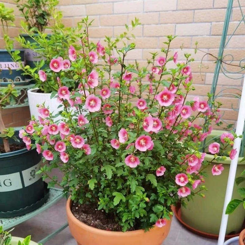 小木槿花树苗盆栽花苗棒棒糖室外阳台庭院花卉植物室内带花苞