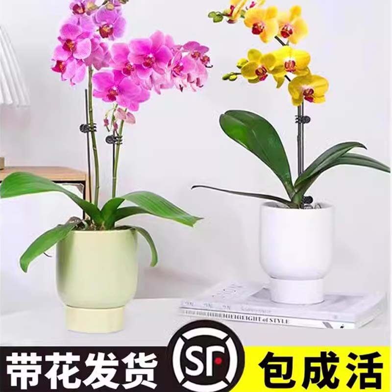 蝴蝶兰花苗带花苞盆栽客厅兰花室内植物花卉四季好养活石斛兰绿植