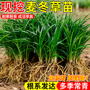 日本矮麦冬草草坪草皮玉龙草苗室外绿化四季耐寒植物常青北方户外
