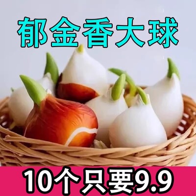 郁金香种球可水培土培花卉四季