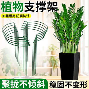 花架支撑杆植物花支架花卉架子固定金钱树防倒伏绿植文竹天堂鸟