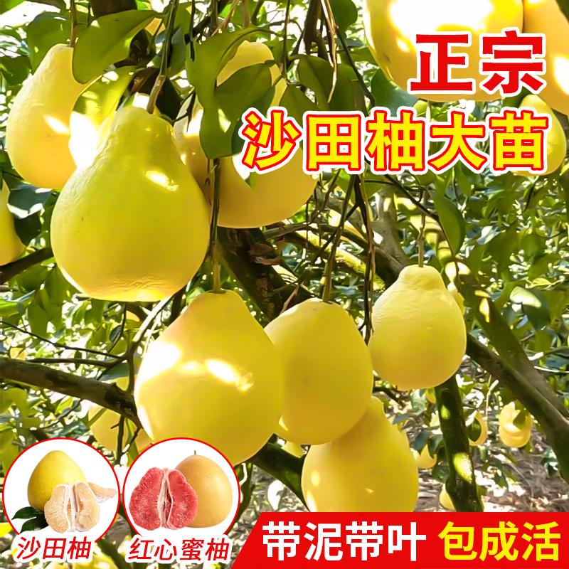 正宗嫁接广西沙田柚子树苗桂红心