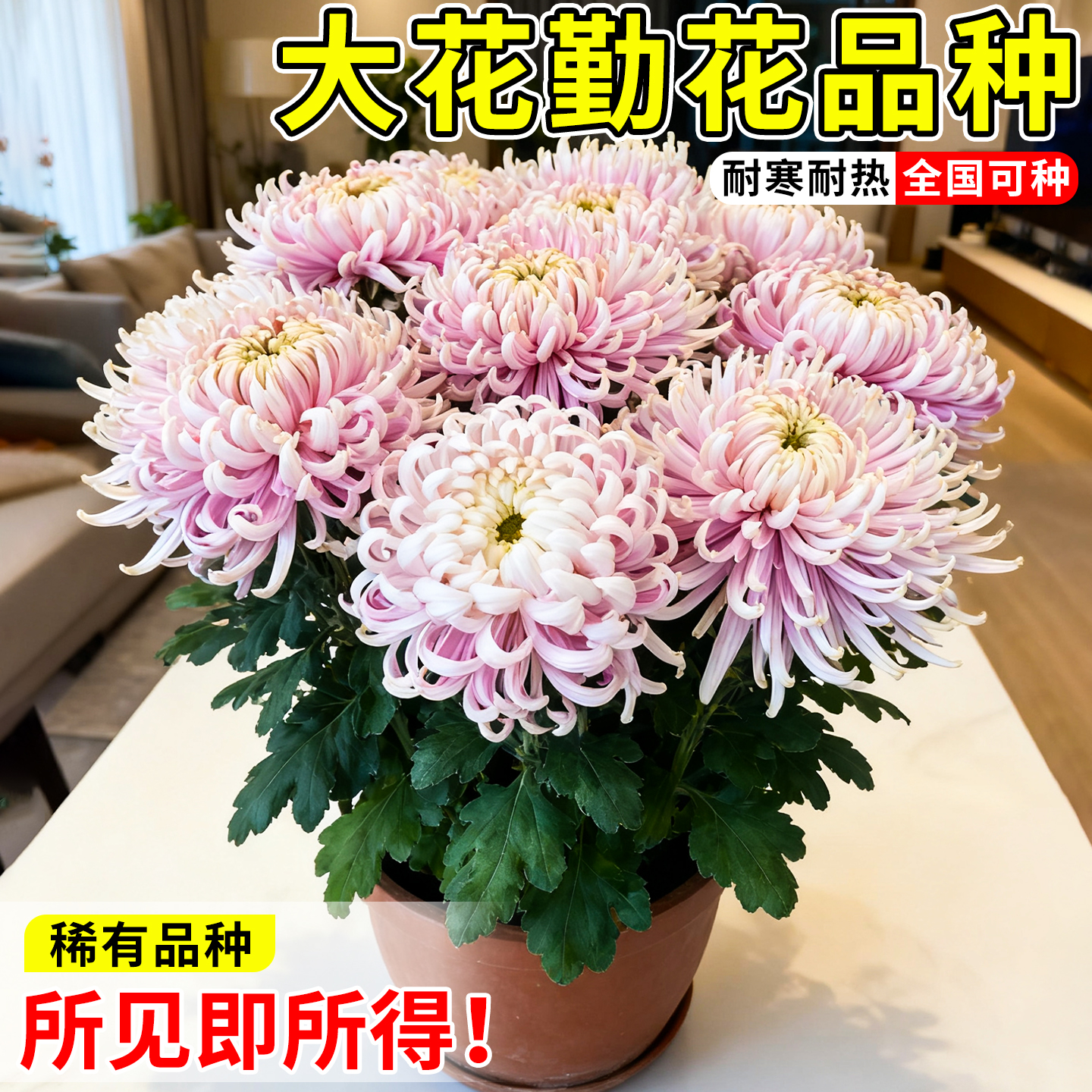 菊花带花苞特大苗冬篱碧波大花