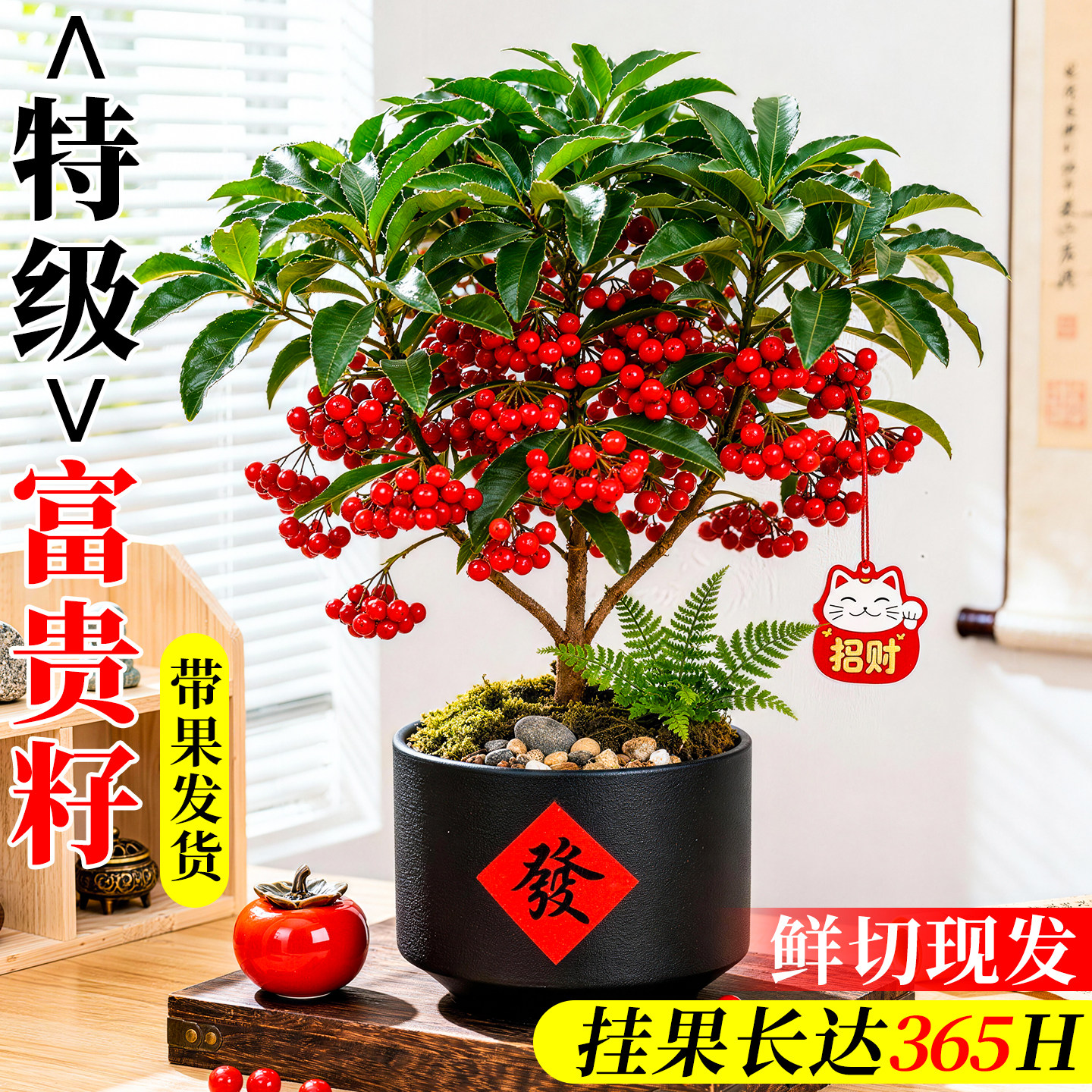 富贵籽阳台矮化带土果苗盆栽黄金万两绿植带红果植物罕见花卉客厅,鲜花速递/花卉仿真/绿植园艺,红掌/凤梨/温室花卉,淘宝优惠券,粉丝福利购,淘宝优惠卷