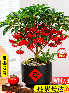 富贵籽阳台矮化带土果苗盆栽黄金万两绿植带红果植物罕见花卉客厅