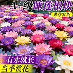 睡莲水培植物四季荷花根块开花水养无土盆栽浓香花卉特大号花苗
