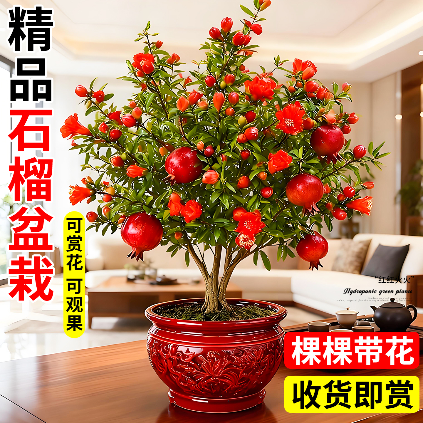 石榴盆栽树苗带花小石榴花树室内花卉四季绿植阳台植物果树盆景