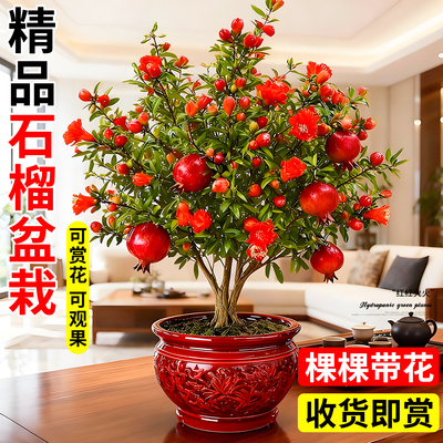 四季石榴花盆栽树苗室内阳台客厅
