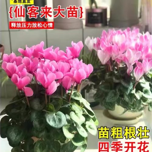 仙客来盆栽带花四季开厅景好养大