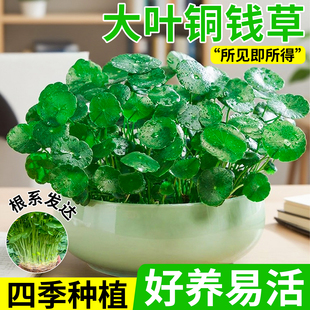 精品大叶铜钱草水培植物桌面鱼缸专用水草室内好养金钱草绿植盆栽