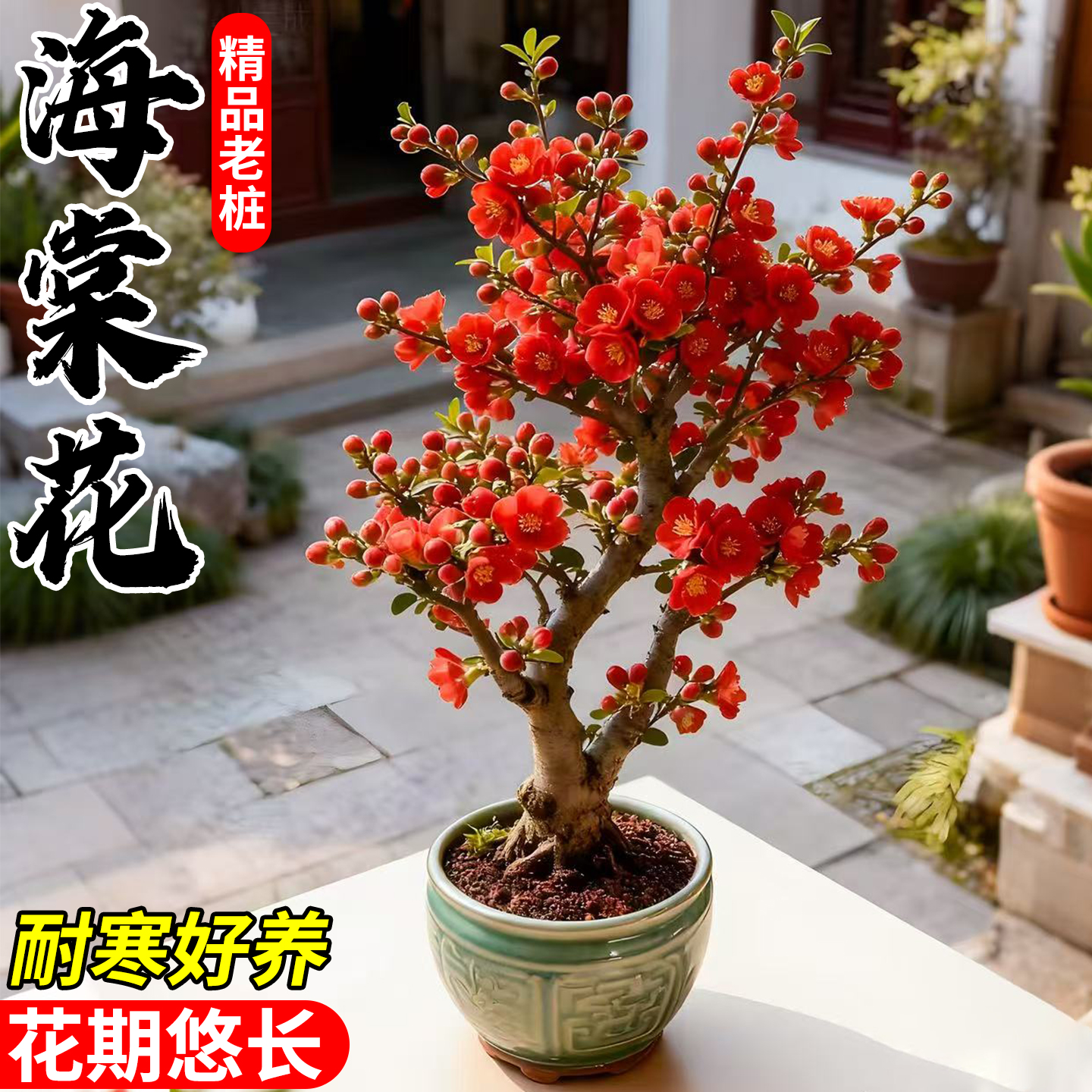 海棠花盆栽四季室内开花植物好养活长寿冠耐寒花卉老桩盆景绿植
