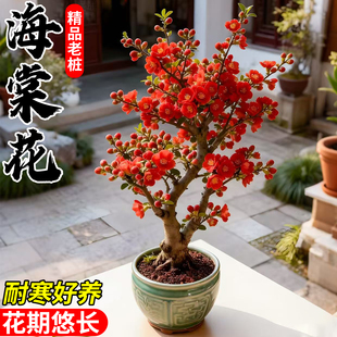 海棠花盆栽四季室内开花植物好养活长寿冠耐寒花卉老桩盆景绿植