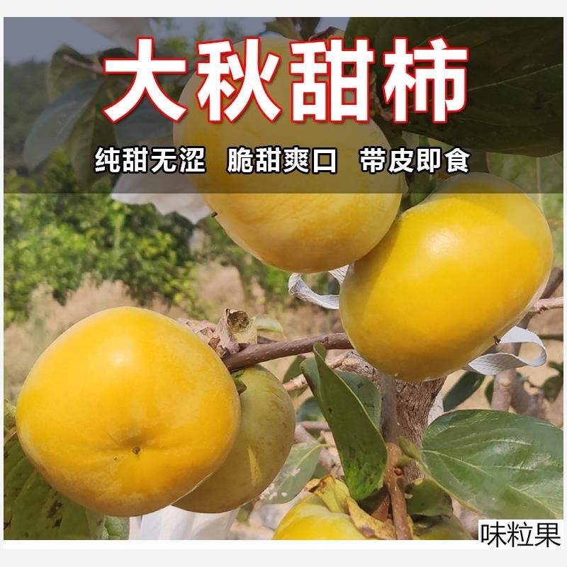 太秋甜柿子树苗南北方庭院地栽盆