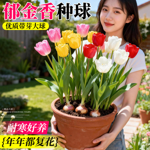 郁金香种球地栽水培原生带花苞盆栽土培批发四季 鲜花冬天好养开花