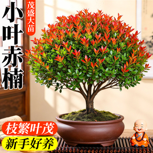 小叶赤楠绿植盆栽花卉室内小盆景植物办公室好养四季原生常青老桩