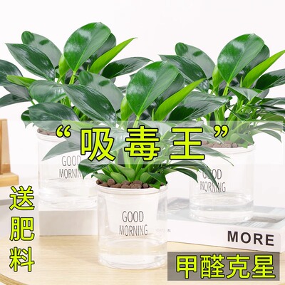 铂金钻盆栽绿萝箩花卉植物室内花水培绿植多肉好养发财树吸除甲醛