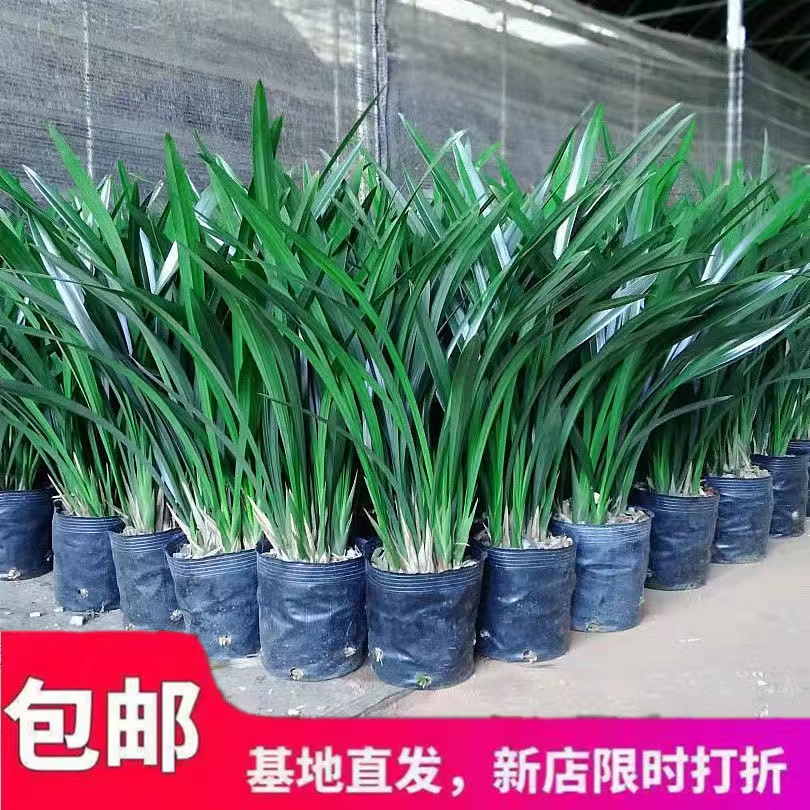 兰花盆栽植物花卉年宵兰花剑兰四季兰芳香年宵卧室观花植物好养花