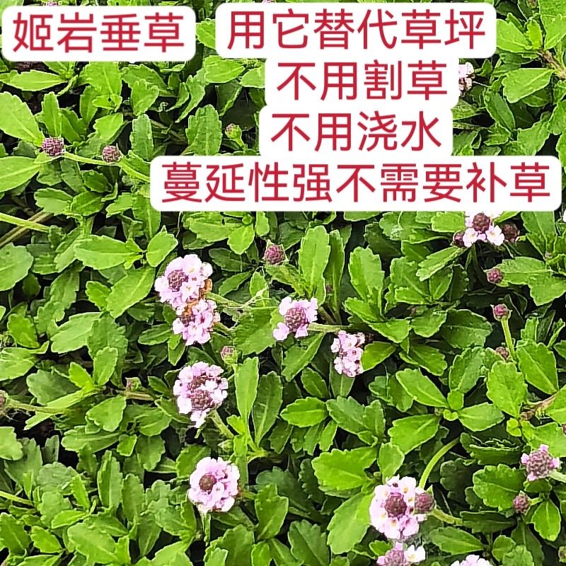 姬岩垂草 地被植物 庭院园林公园绿化绿植被 易成活 植物小苗直销