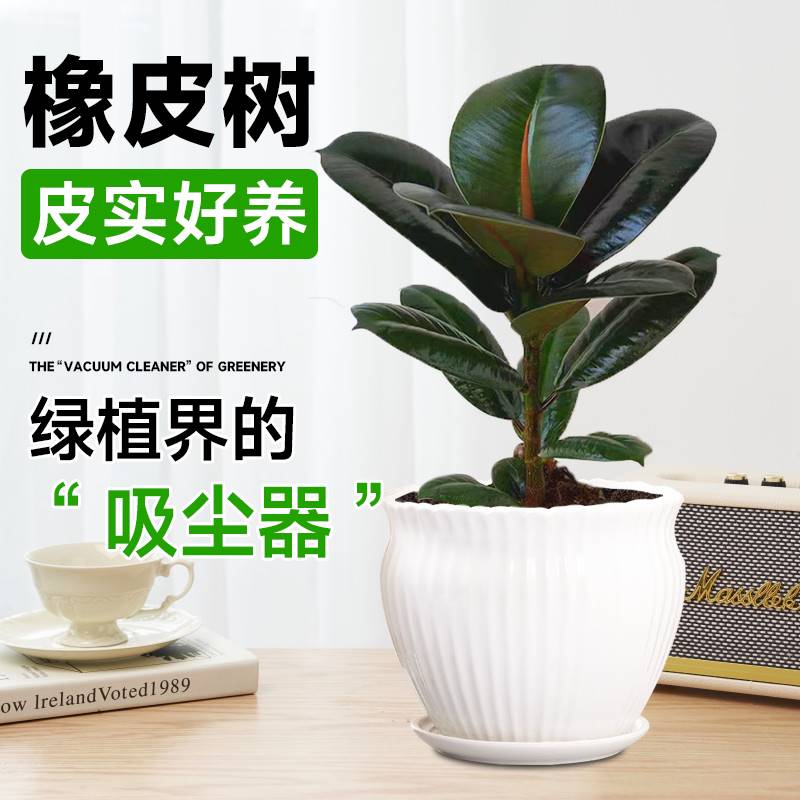 黑金刚橡皮树盆栽室内吸甲醛绿植四季...