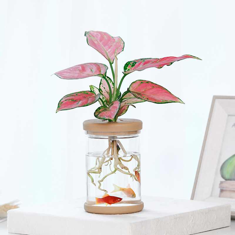 幼儿园水培植物花盆器皿塑料办公桌面绿植水养透明吊兰绿萝花瓶