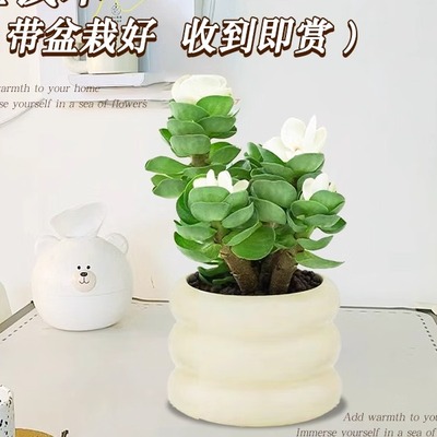 金钱木老桩多肉植物绿植室内盆栽客厅花卉办公室桌面四季易养活花