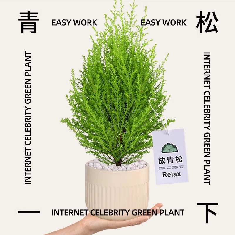 小香松盆栽圣诞树盆景四季常青办公室内绿植客厅桌面好养耐寒植物