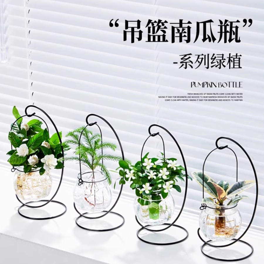 水培植物水养花卉室内办公室桌面桌上小型绿植客厅好养开花九里香