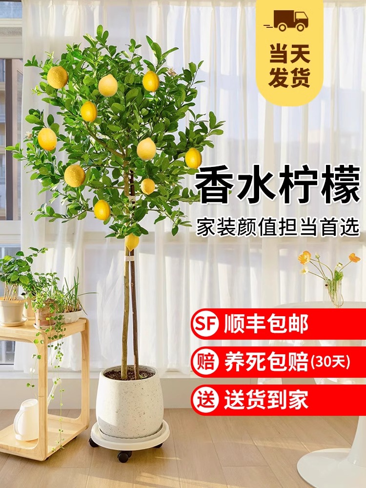 香水柠檬树盆栽带果绿植大型室内客厅植物吸甲醛阳台四季好养花卉