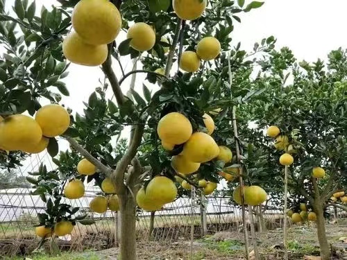 各种果树盆栽地栽一物一拍30-300-封面