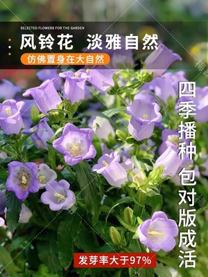 风铃草花种室外室内四季播种开花盆栽阳台易活花种籽