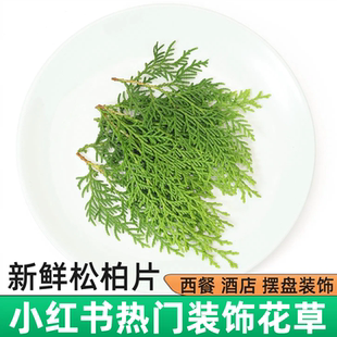 新鲜扁松柏侧柏叶蛋糕烘焙饮品调酒西餐日料刺身摆盘装饰花草绿叶