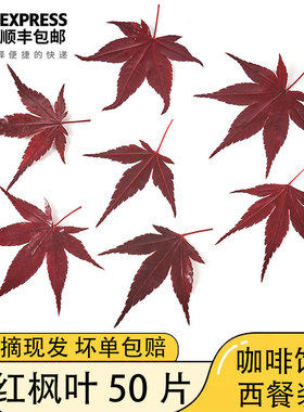 红枫叶新鲜真空盐渍枫树叶绿枫叶西餐酒店圣诞日料摆盘装饰点缀叶