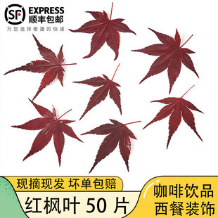 红枫叶新鲜真空盐渍枫树叶绿枫叶西餐酒店圣诞日料摆盘装饰点缀叶