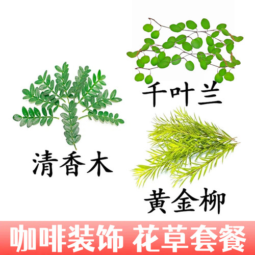 耐存放鸡尾酒咖啡装饰摆盘花草清香木叶子清香木黄金柳芽千叶吊兰