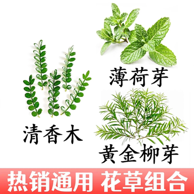 摆盘装饰花草广州发货可开发票小份任选组合清香木薄荷芽黄金柳芽
