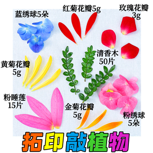 拓印植物新鲜花草树叶鲜花材料手工拓染diy帆布包方巾幼儿园活动