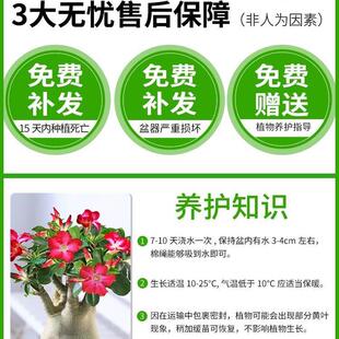 沙漠玫瑰盆栽花卉植物室内花苗重瓣带花老桩四季 开花好养易活绿植