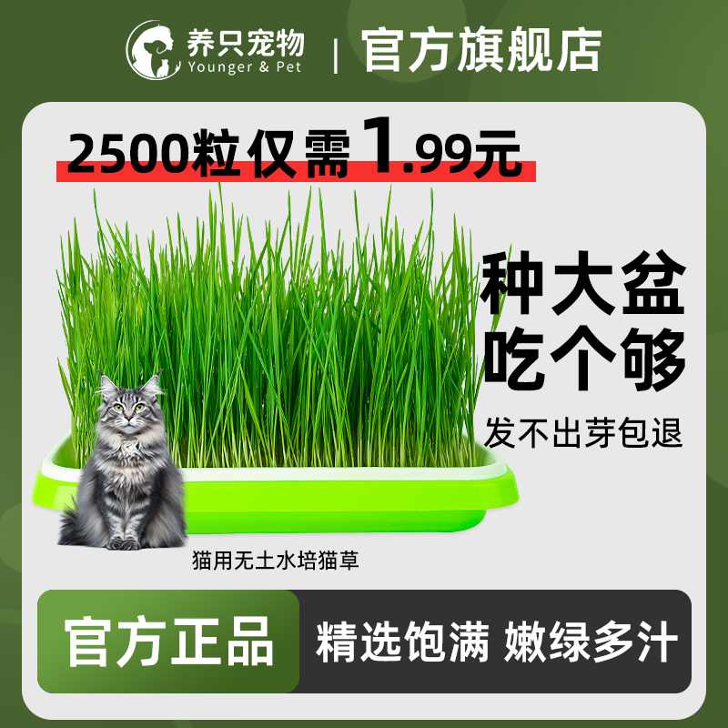 养只宠物兔草种子猫草自种