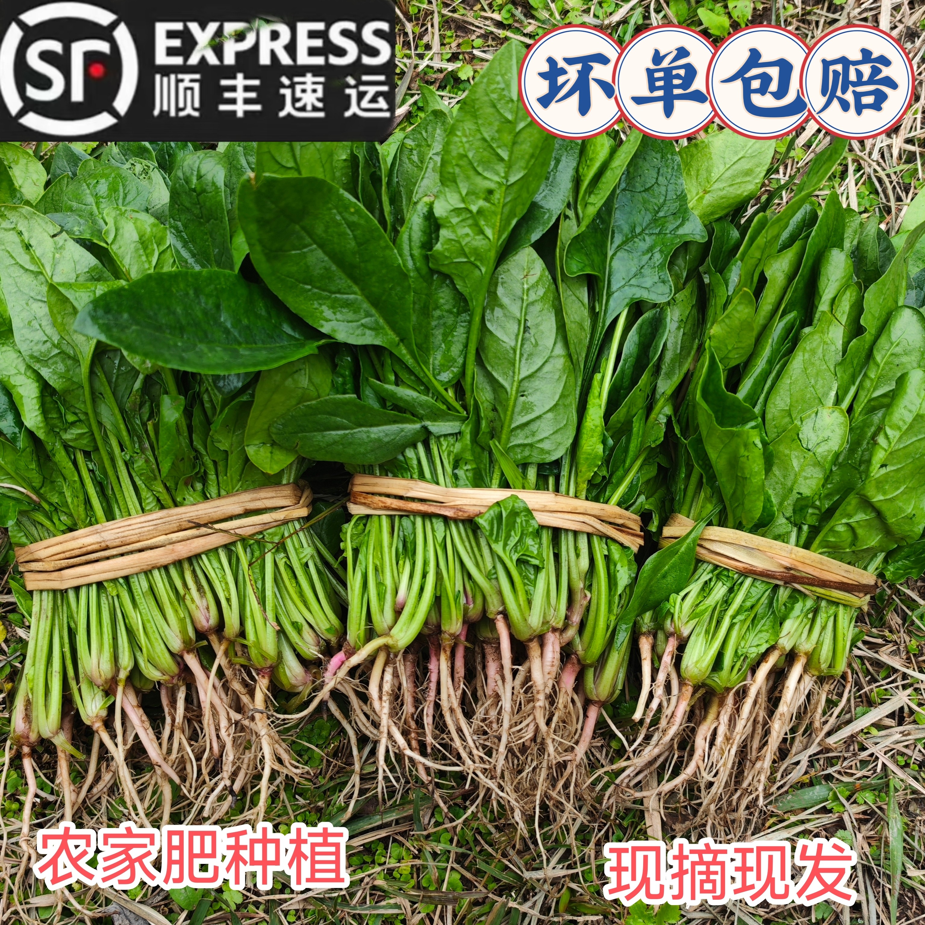 贵州农家新鲜蔬菜菠菜火锅菜炒菜叶菜类