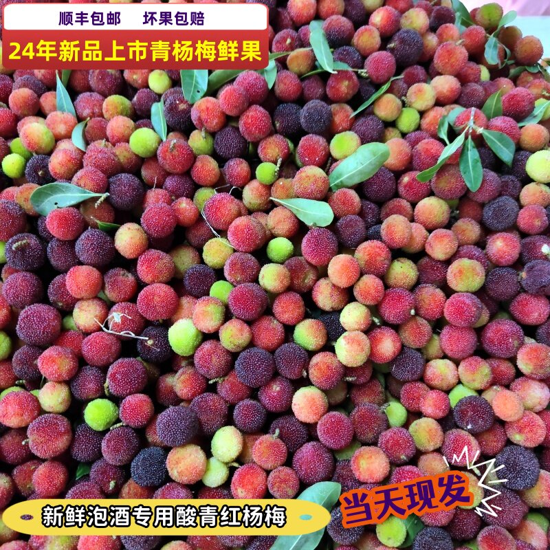 2024新鲜青红杨梅现摘正宗当季泡酒新鲜山杨梅开胃酸水果现摘现发