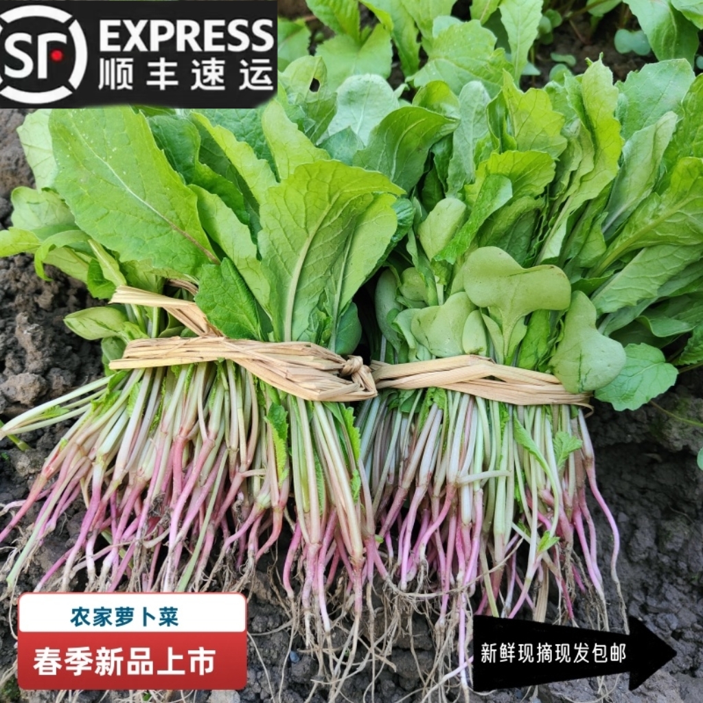 新鲜碧竹子当季带根红皮嫩萝卜苗