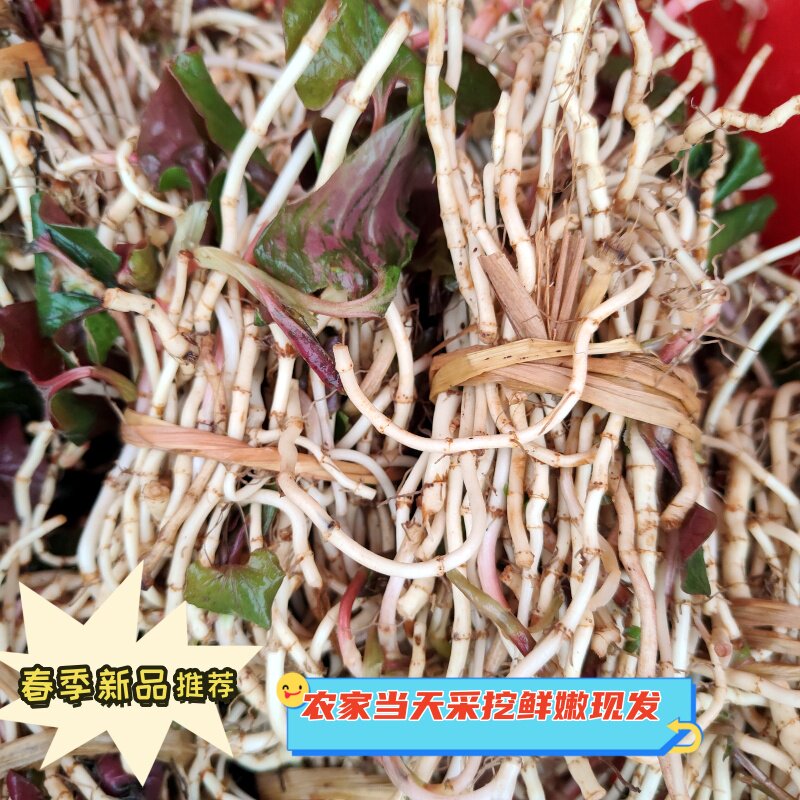 贵州农家土特产新鲜折耳根