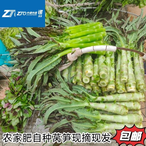 贵州农家自种新鲜蔬菜莴笋