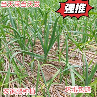 贵州蒜苗红白根大蒜叶青蒜洋蒜苗洋大蒜蔬菜菜蒜现摘现发