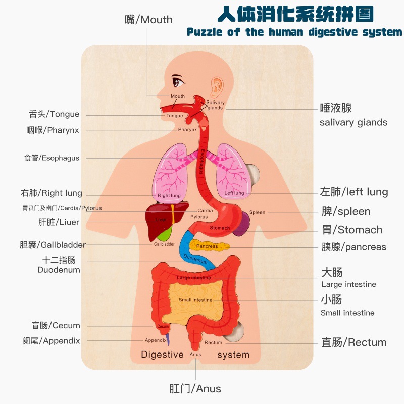 CE/CPC认证木制多层拼图人体消化系统结构拼图儿童玩具工厂店