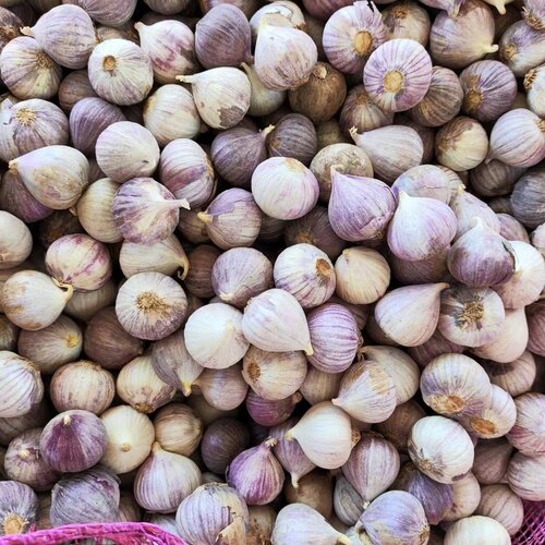 云南紫皮独头蒜2026新蒜5斤大蒜头新鲜农家蒜头非干蒜当季蔬菜